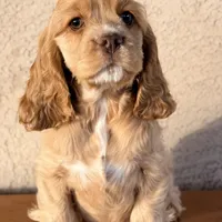 Niko AKC, a male Cocker Spaniel for sale in Mesa, AZ – 2 of 10