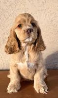 Niko AKC, a male Cocker Spaniel for sale in Maricopa, AZ – Photo 2 of 10