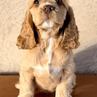 Niko AKC, a male Cocker Spaniel for sale in Mesa, AZ – 4 of 10