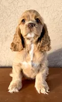 Niko AKC, a male Cocker Spaniel for sale in Maricopa, AZ – Photo 4 of 10