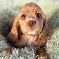 Niko AKC, a male Cocker Spaniel for sale in Mesa, AZ – 8 of 10