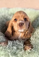 Niko AKC, a male Cocker Spaniel for sale in Maricopa, AZ – Photo 8 of 10