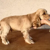 Niko AKC, a male Cocker Spaniel for sale in Mesa, AZ – 9 of 10