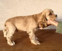 Niko AKC, a male Cocker Spaniel for sale in Maricopa, AZ – Photo 9 of 10
