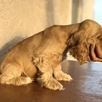 Niko AKC, a male Cocker Spaniel for sale in Mesa, AZ – 6 of 10