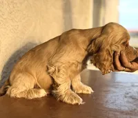 Niko AKC, a male Cocker Spaniel for sale in Maricopa, AZ – Photo 6 of 10