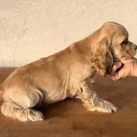 Niko AKC, a male Cocker Spaniel for sale in Mesa, AZ – 10 of 10