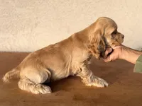 Niko AKC, a male Cocker Spaniel for sale in Maricopa, AZ – Photo 10 of 10