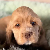 Niko AKC, a male Cocker Spaniel for sale in Mesa, AZ – 1 of 10