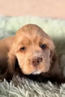 Niko AKC, a male Cocker Spaniel for sale in Maricopa, AZ – Photo 1 of 10