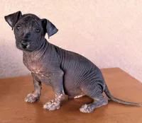 Rufus Standard Size, a male Xoloitzcuintli for sale in Maricopa, AZ – Photo 2 of 10