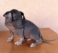 Rufus Standard Size, a male Xoloitzcuintli for sale in Maricopa, AZ – Photo 3 of 10