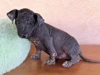 Rufus Standard Size, a male Xoloitzcuintli for sale in Maricopa, AZ – Photo 8 of 10