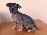 Rufus Standard Size, a male Xoloitzcuintli for sale in Maricopa, AZ – Photo 7 of 10