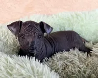 Rufus Standard Size, a male Xoloitzcuintli for sale in Maricopa, AZ – Photo 5 of 10