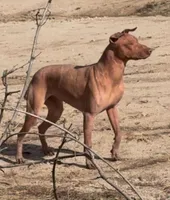 Rufus Standard Size, a male Xoloitzcuintli for sale in Maricopa, AZ – Photo 9 of 10