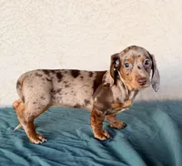Lilith AKC, a female Miniature Dachshund for sale in Maricopa, AZ – Photo 3 of 4