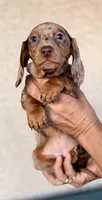 Lilith AKC, a female Miniature Dachshund for sale in Maricopa, AZ – Photo 1 of 4