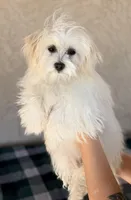 Scarlett AKC, a female Havanese for sale in Maricopa, AZ – Photo 6 of 6