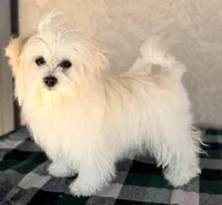 Scarlett AKC, a female Havanese for sale in Maricopa, AZ – Photo 3 of 6