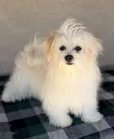 Scarlett AKC, a female Havanese for sale in Maricopa, AZ – Photo 4 of 6