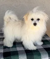 Scarlett AKC, a female Havanese for sale in Maricopa, AZ – Photo 1 of 6