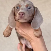 Andarna AKC Isabella, a female Miniature Dachshund for sale in Mesa, AZ – 1 of 4