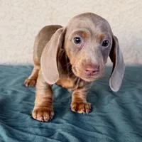 Andarna AKC Isabella, a female Miniature Dachshund for sale in Mesa, AZ – 2 of 4