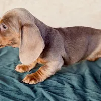 Andarna AKC Isabella, a female Miniature Dachshund for sale in Mesa, AZ – 4 of 4