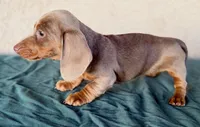 Andarna AKC, a female Miniature Dachshund for sale in Maricopa, AZ – Photo 4 of 4