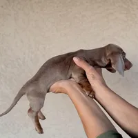 Andarna AKC Isabella, a female Miniature Dachshund for sale in Mesa, AZ – 3 of 4