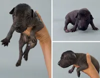 Cecil, a male Xoloitzcuintli for sale in Mesa, AZ – 1 of 4