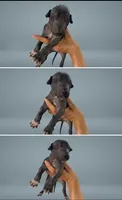 Cleo, a female Xoloitzcuintli for sale in Mesa, AZ – 1 of 3