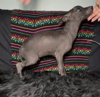 Purebred Francis Standard Xolo, a male Xoloitzcuintli for sale in Mesa, AZ – 5 of 7