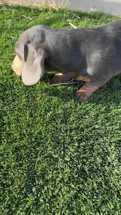 Liam AKC, a male Miniature Dachshund for sale in Mesa, AZ – 6 of 6