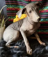 Jasper, a male Xoloitzcuintli for sale in Mesa, AZ – Photo 3 of 10