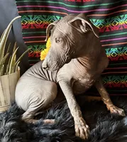 Jasper, a male Xoloitzcuintli for sale in Mesa, AZ – Photo 2 of 10