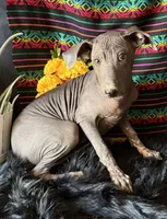 Jasper, a male Xoloitzcuintli for sale in Mesa, AZ – Photo 5 of 10