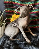 Jasper, a male Xoloitzcuintli for sale in Mesa, AZ – Photo 8 of 10