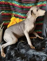 Jasper, a male Xoloitzcuintli for sale in Mesa, AZ – Photo 7 of 10