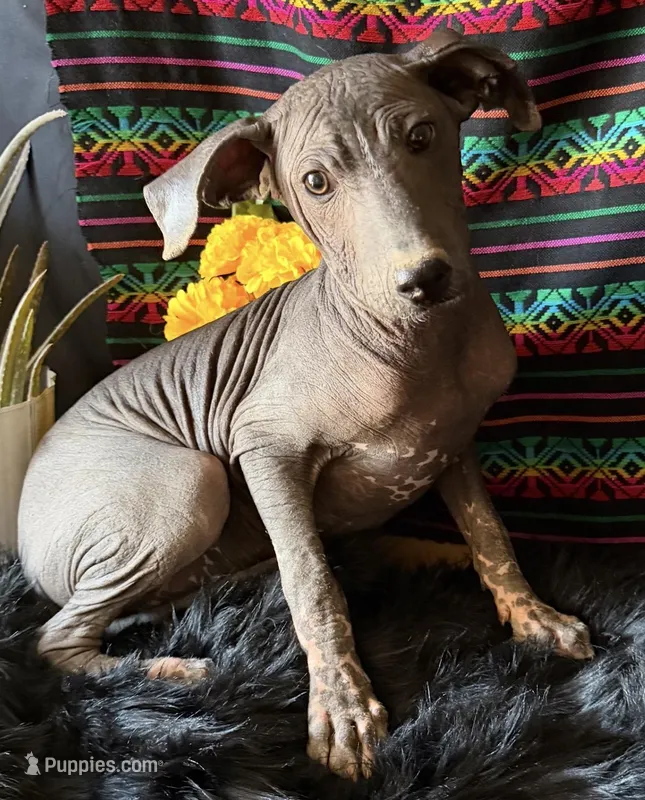 Jasper – Xoloitzcuintli puppy for sale in Mesa, AZ