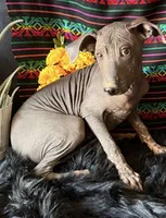 Jasper, a male Xoloitzcuintli for sale in Mesa, AZ – Photo 4 of 10
