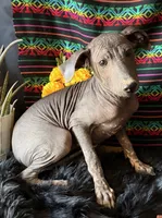 Jasper, a male Xoloitzcuintli for sale in Mesa, AZ – Photo 6 of 10