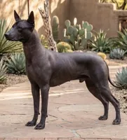 Cecil, a male Xoloitzcuintli for sale in Mesa, AZ – 3 of 4