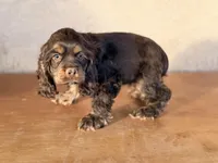 Iris, a female Cocker Spaniel for sale in Maricopa, AZ – Photo 3 of 6