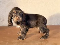 Iris, a female Cocker Spaniel for sale in Maricopa, AZ – Photo 6 of 6