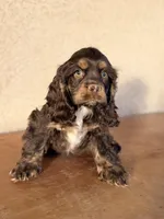Iris, a female Cocker Spaniel for sale in Maricopa, AZ – Photo 1 of 6