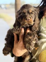 Iris, a female Cocker Spaniel for sale in Maricopa, AZ – Photo 4 of 6