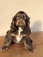 Iris, a female Cocker Spaniel for sale in Maricopa, AZ – Photo 2 of 6