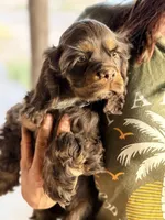 Iris, a female Cocker Spaniel for sale in Maricopa, AZ – Photo 5 of 6